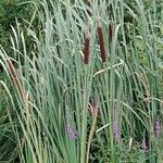 Typha latifolia Habit