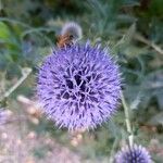 Echinops bannaticusFlor