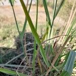 Paspalum urvillei Leaf