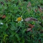 Tridax procumbensFlower