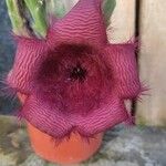 Stapelia hirsutaKvet