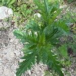 Verbena officinalisFoglia