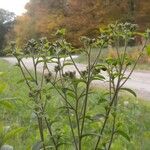 Inula conyza Outro