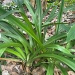 Hymenocallis arenicola Leaf