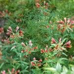 Alstroemeria psittacina Цветок