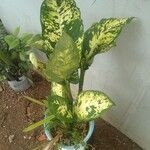 Aglaonema commutatumFolha