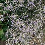 Limonium bellidifolium Flower