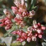 Helichrysum monogynum Flor