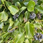 Hedera helix Φύλλο