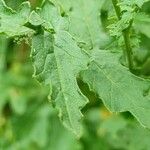Sisymbrium austriacum Hoja