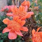 Haemanthus coccineus Flower