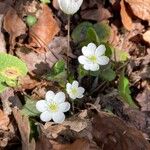 Anemone hepaticaÇiçek