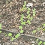 Triodanis perfoliata Otro