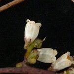 Cuscuta reflexa Habit