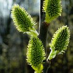 Salix sitchensis Цветок