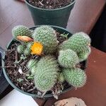 Rebutia minuscula Цвят