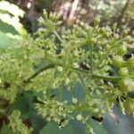 Aralia racemosa Flower