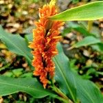 Hedychium densiflorum Květ