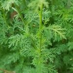 Achillea ligustica برگ