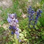 Ajuga reptansBlodyn