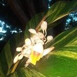 Alpinia zerumbet Flower