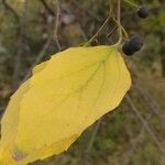 Celtis bungeana Fruit