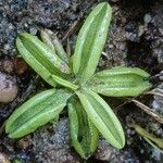 Pinguicula lusitanica Hábitos