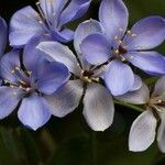 Guaiacum officinale Flower