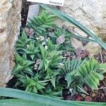 Haworthiopsis viscosa Συνήθη χαρακτηριστικά