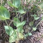 Blackstonia perfoliata Leaf