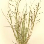 Eragrostis pectinacea आदत