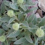 Phacelia hastata Hábitos