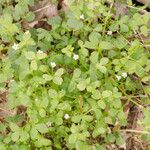 Nemophila aphylla Hábito