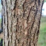 Fraxinus pennsylvanica Bark