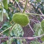 Caesalpinia bonduc Фрукт