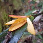 Dendrobium auricolor