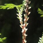 Selaginella distachya Blatt