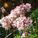 Cassia javanica Λουλούδι