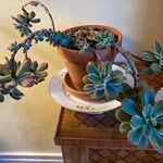 Echeveria gigantea Fulla