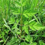 Chaerophyllum temulum Leaf