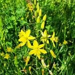 Bulbine bulbosa Çiçek