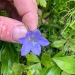 Campanula rhomboidalis Bloem