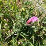 Oenothera tetraptera برگ