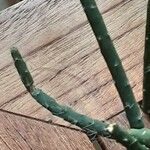 Rhipsalis grandiflora Leaf