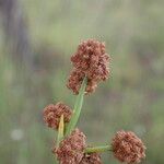 Scirpoides holoschoenus Fruit