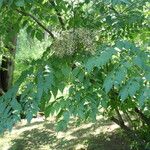 Aralia elata Συνήθη χαρακτηριστικά