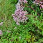 Eupatorium cannabinumFlors