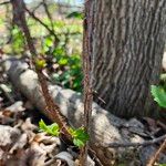 Ribes cynosbati Bark