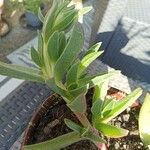 Carpobrotus acinaciformis Foglia