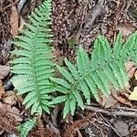 Polystichum dudleyi Leaf
